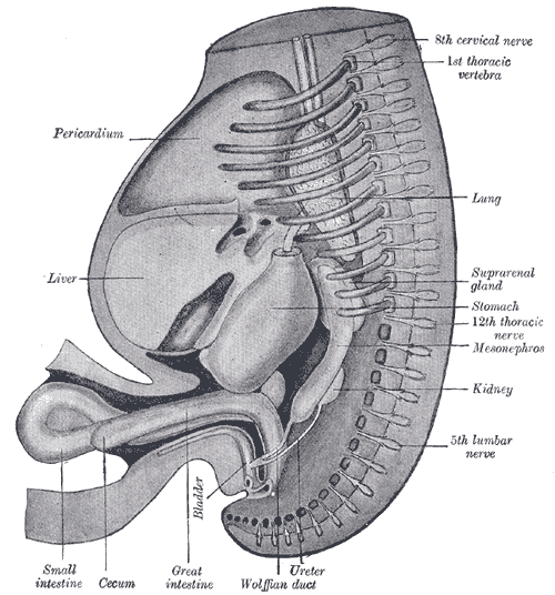 Pronephric Mesonephric and Metanephric Kidney - Side by Side Comparison 