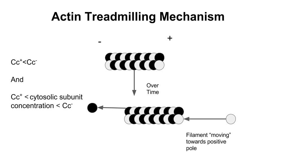 Dynamic Instability and Treadmilling - Side by Side Comparison