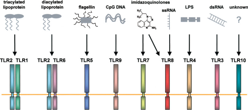 Toll-Like Receptors vs Nod-Like Receptors in Tabular Form