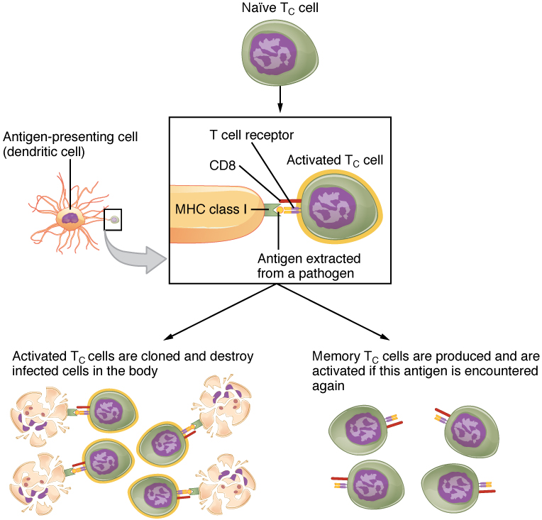 Naive vs Effector T Cells in Tabular Form