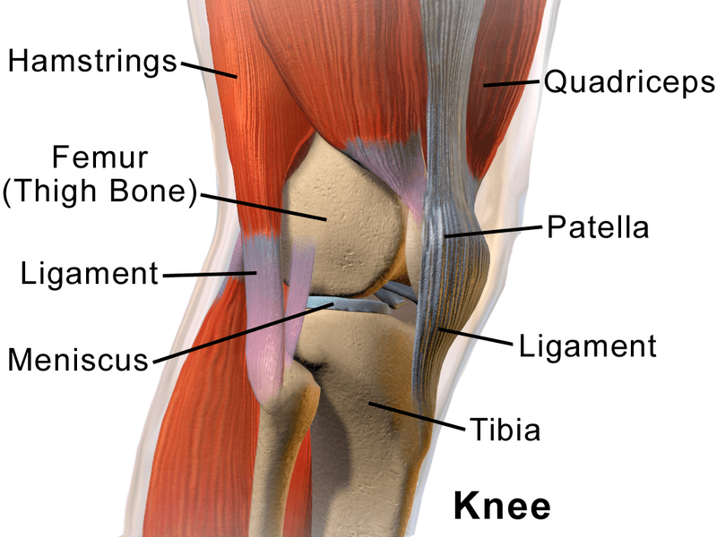 Articular Cartilage vs Meniscus in Tabular Form