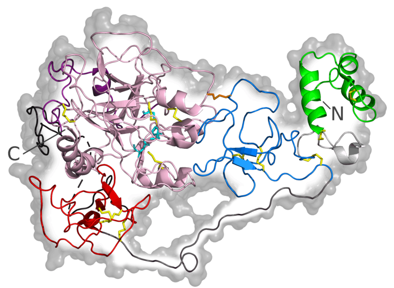 Thrombin vs Prothrombin in Tabular Form