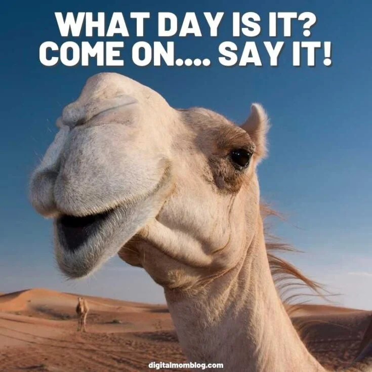 20 Hump Day Memes To Help You Laugh Thru Wednesday Digital Mom Blog