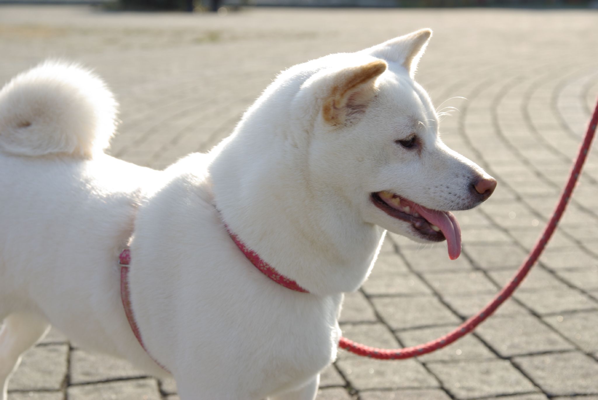 White Shiba Inu dog photo and wallpaper. Beautiful White Shiba Inu dog