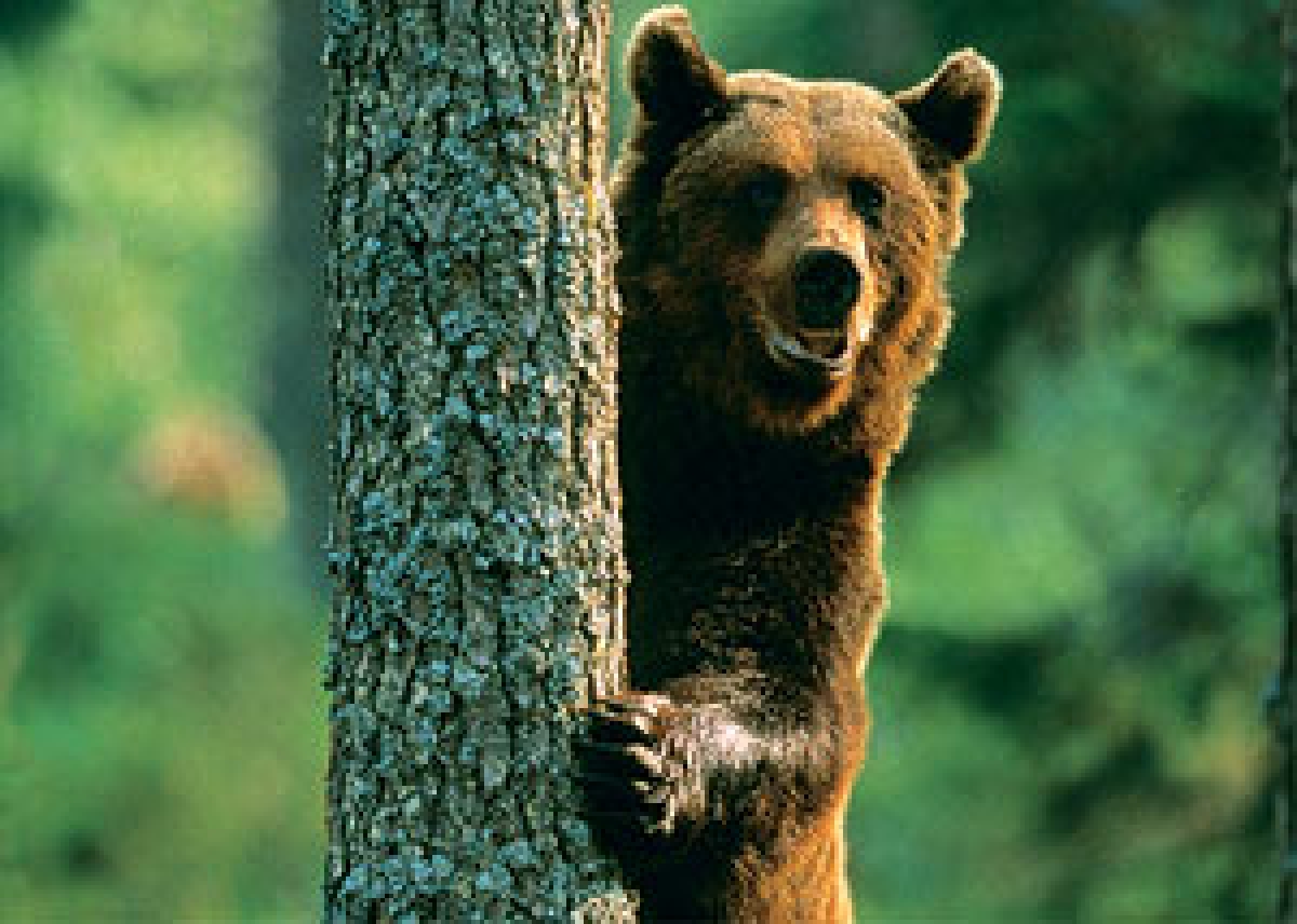 Bears in the woods The markets and the world economy