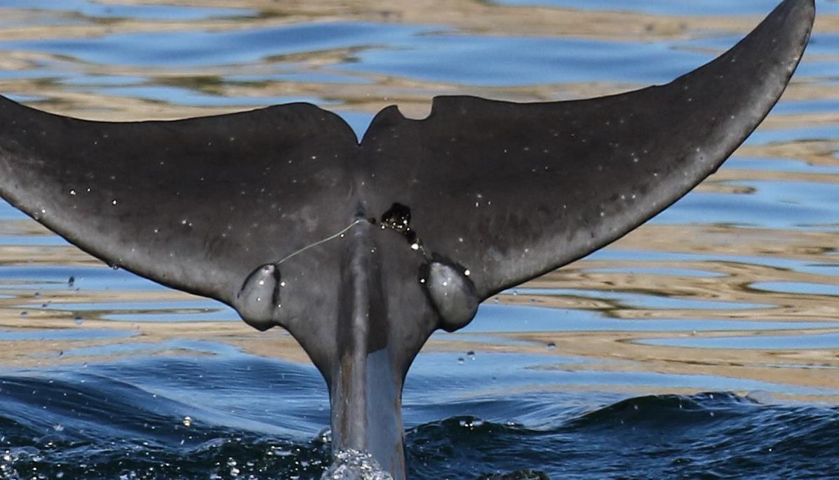 How to recognise Adelaide’s dolphins Good Living