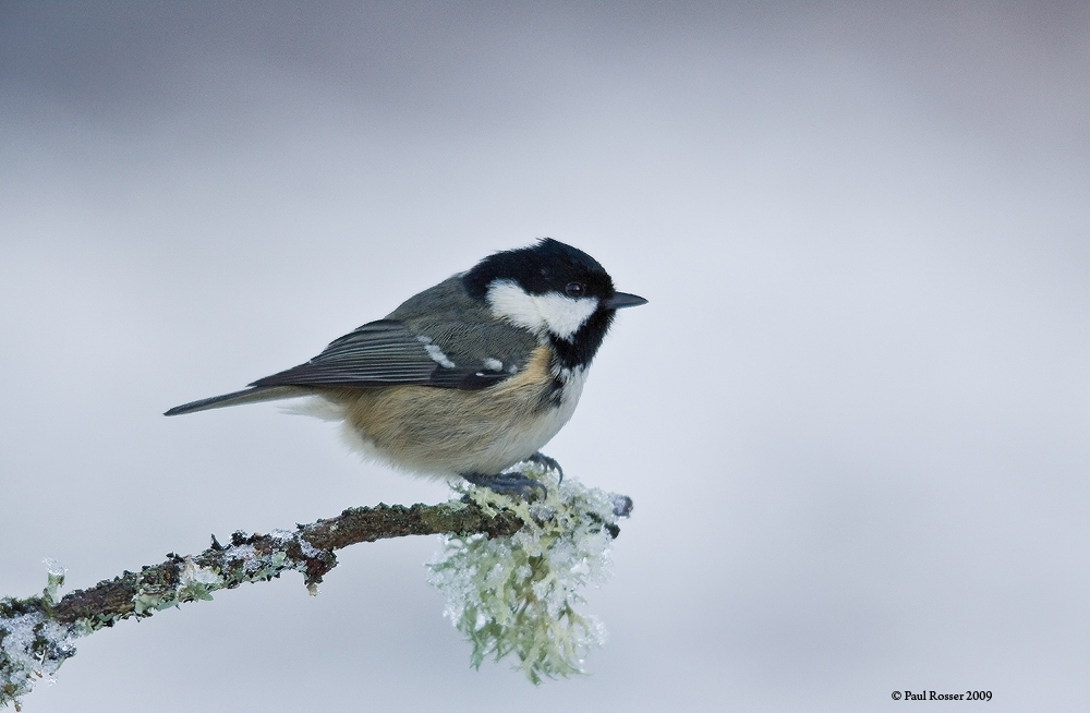 Cold Tit! by paulrosser