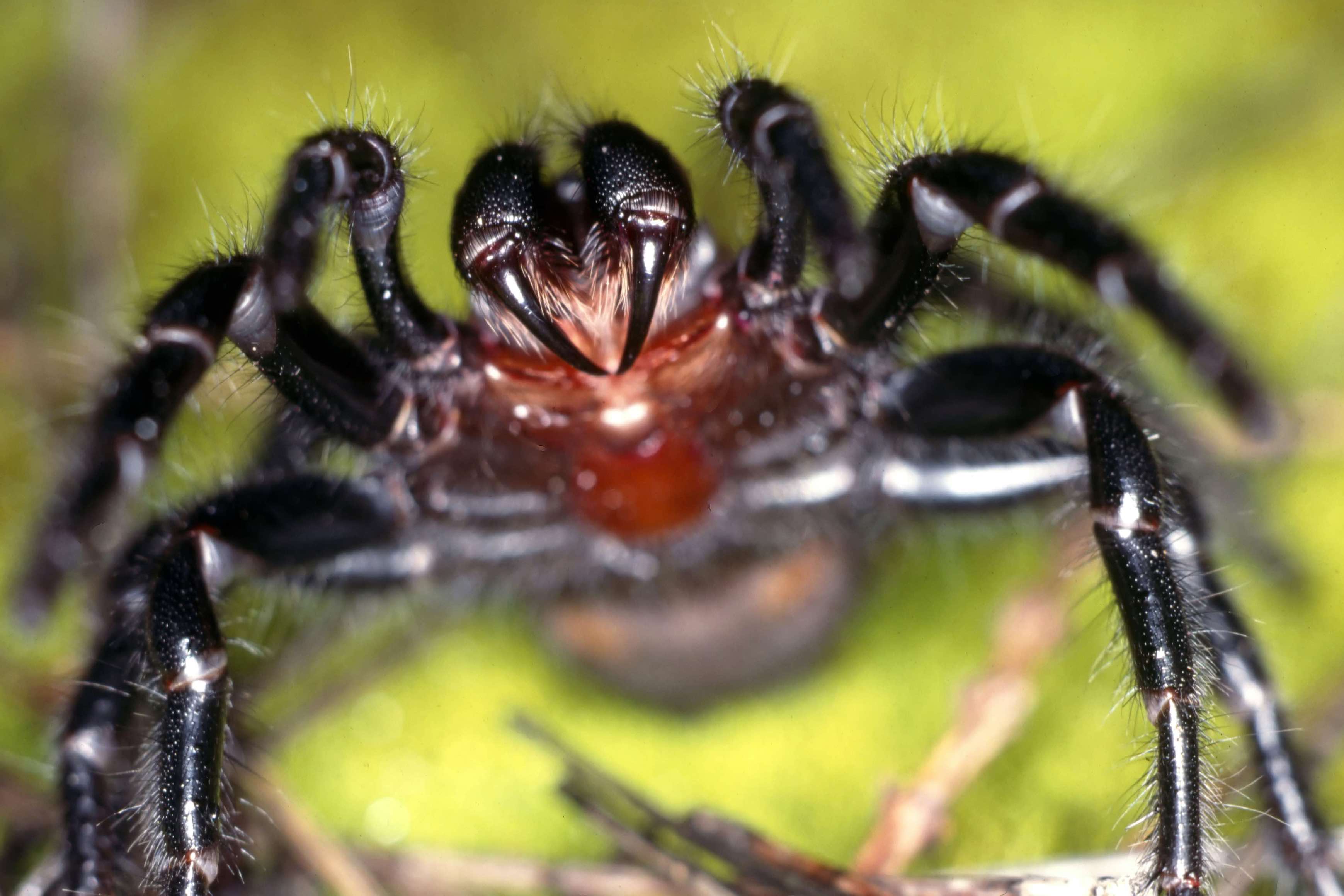 Can you die from a spider bite in Australia?