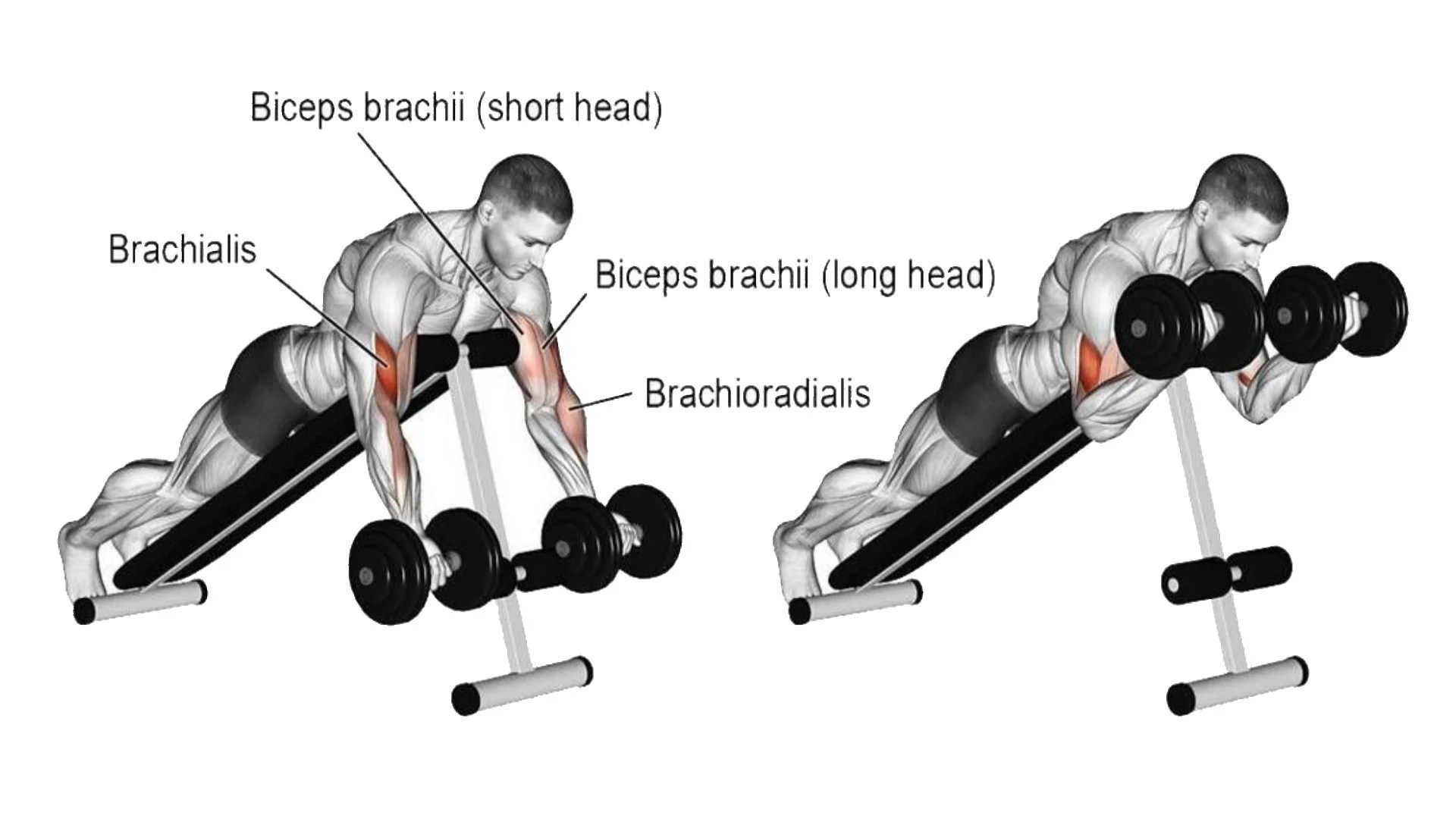 Spider Curls Muscle Worked, Benefits, Alternate & Tip