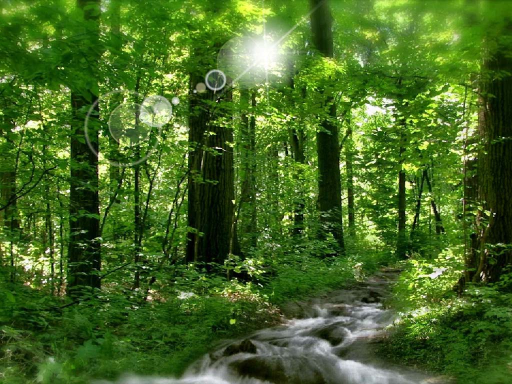 Sunny River Screensaver for Windows River Screensaver