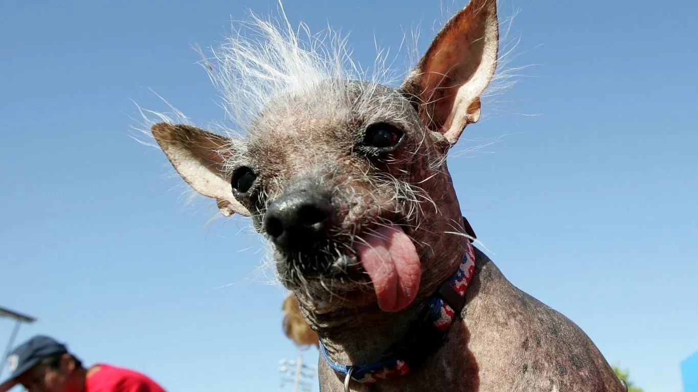 Ugliest dogs of all time Only an owner could love these faces