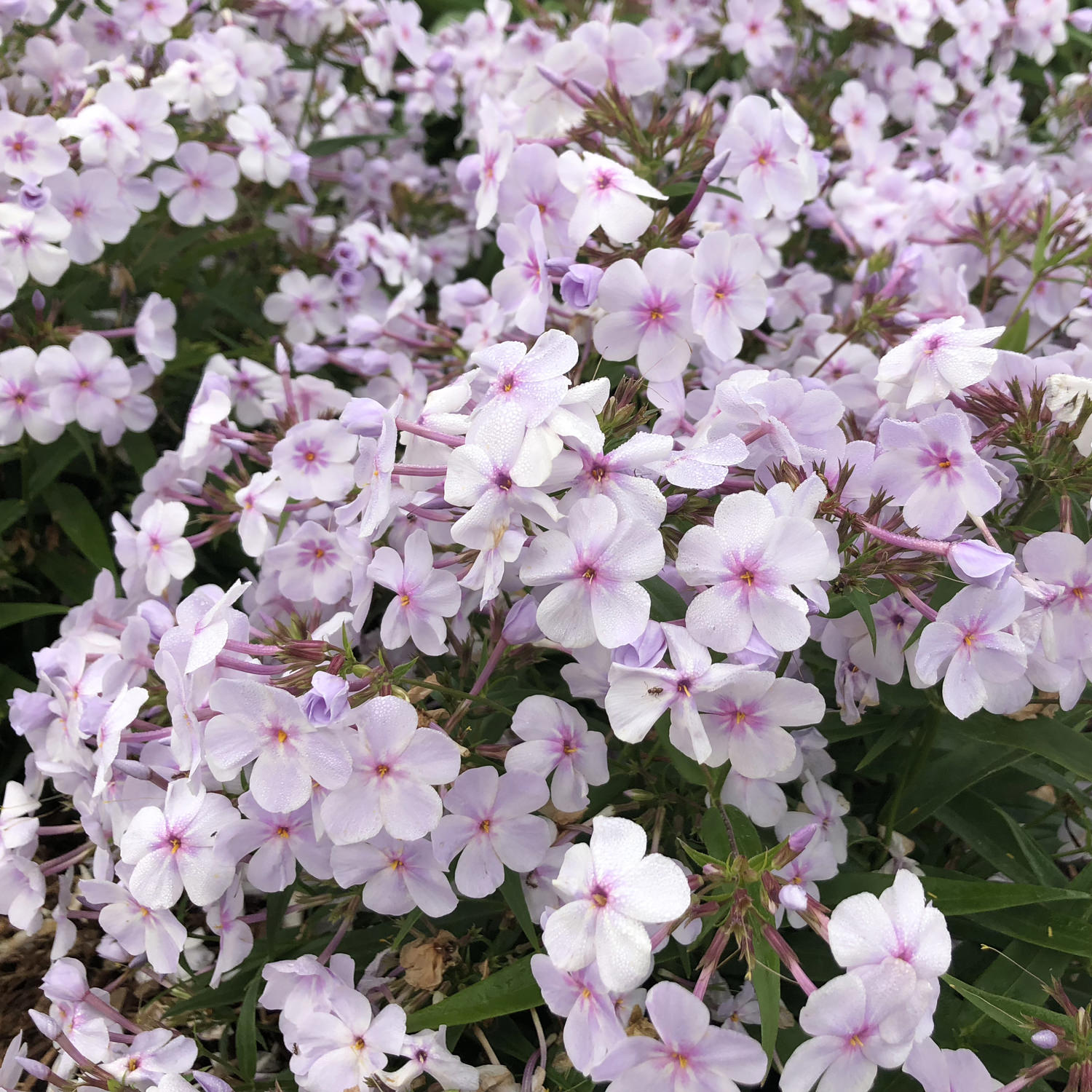 Phlox 'Opening Act Pink a Dot' Garden Crossings