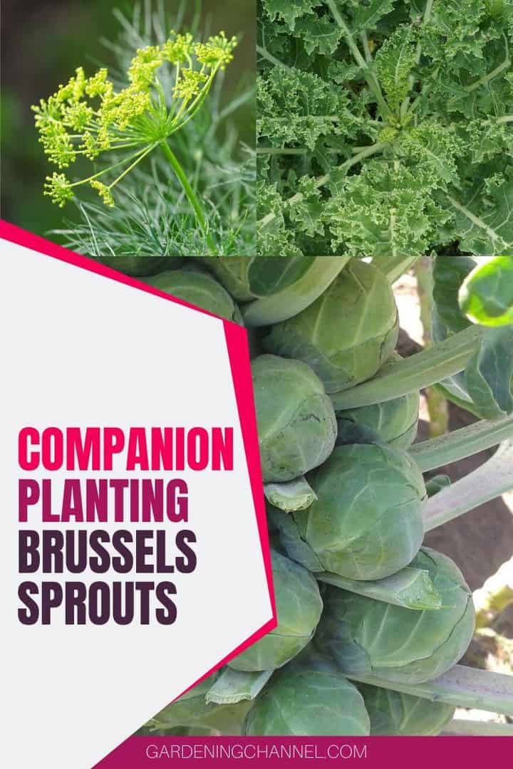 What Can You Plant Next To Brussels Sprouts Gardening Channel