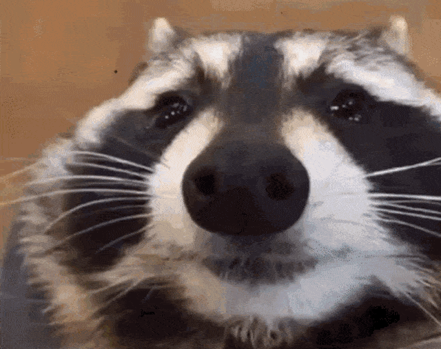 Racoon Gif GIFcen