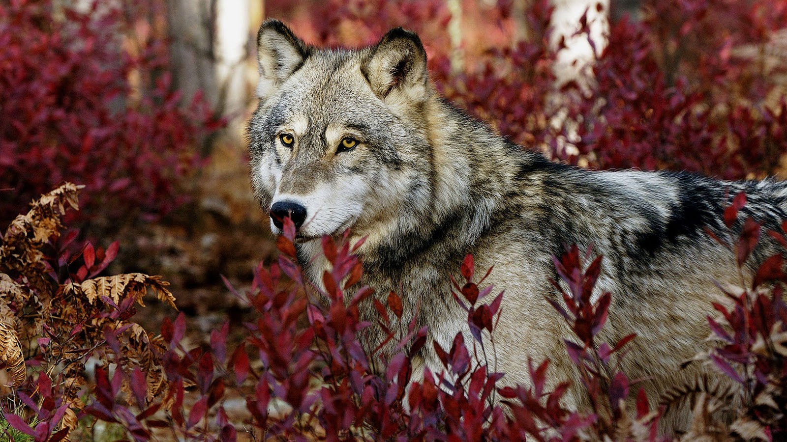 Lobos, fondos de pantalla de lobos, Wallpapers HD
