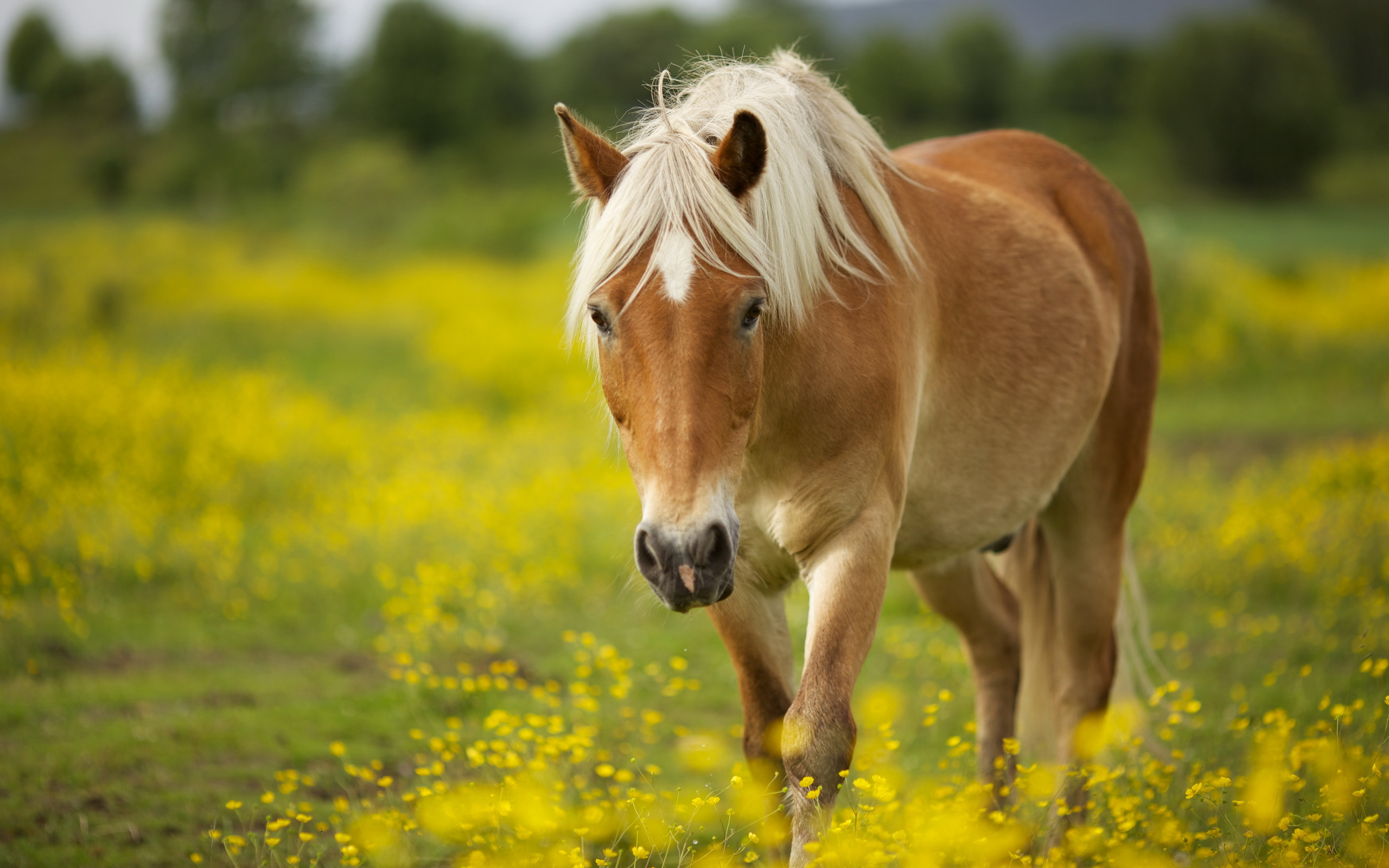 Caballos fondos de pantalla, horses wallpapers hd