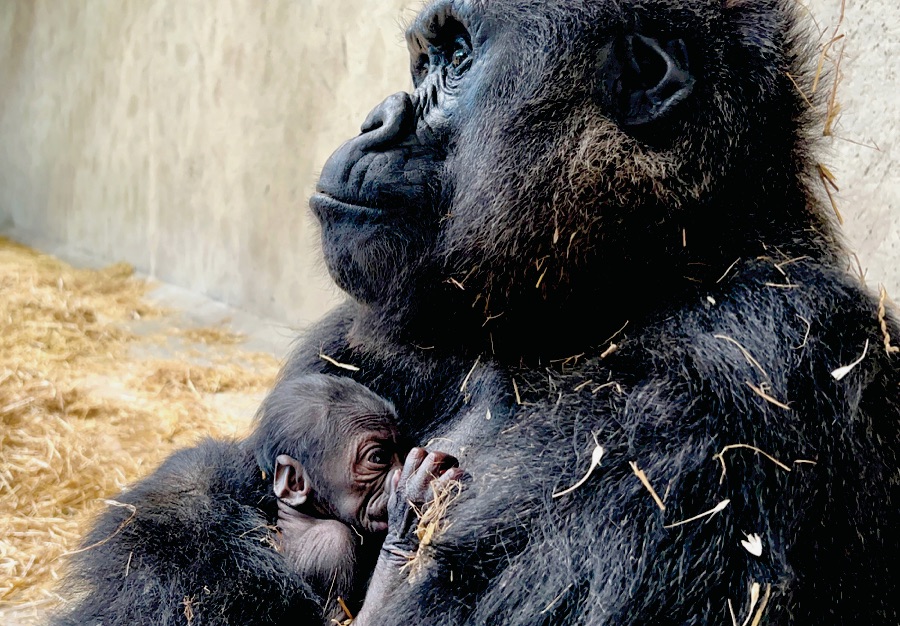 Detroit Zoo firstever baby gorilla Grosse Pointe News