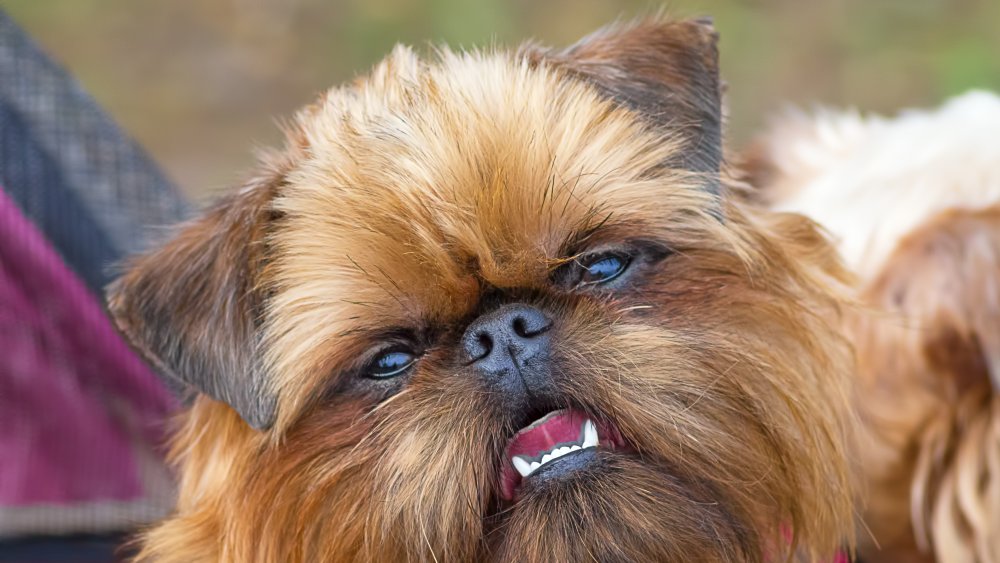 The Dumbest Animal In The World