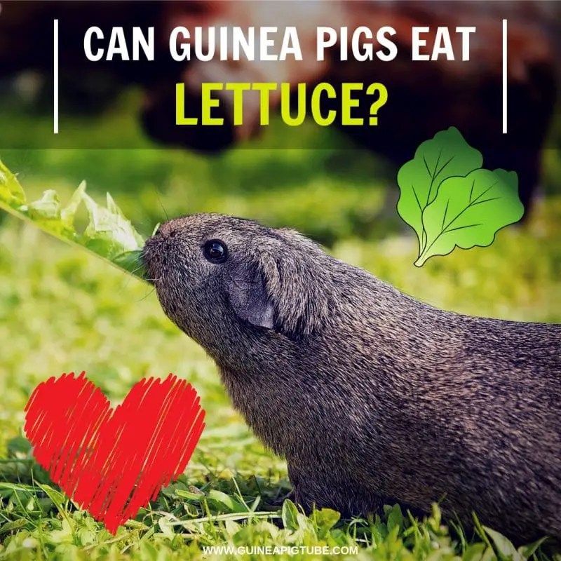 Can Guinea Pigs Eat Lettuce? (Benefits, Risks, Serving Size & More