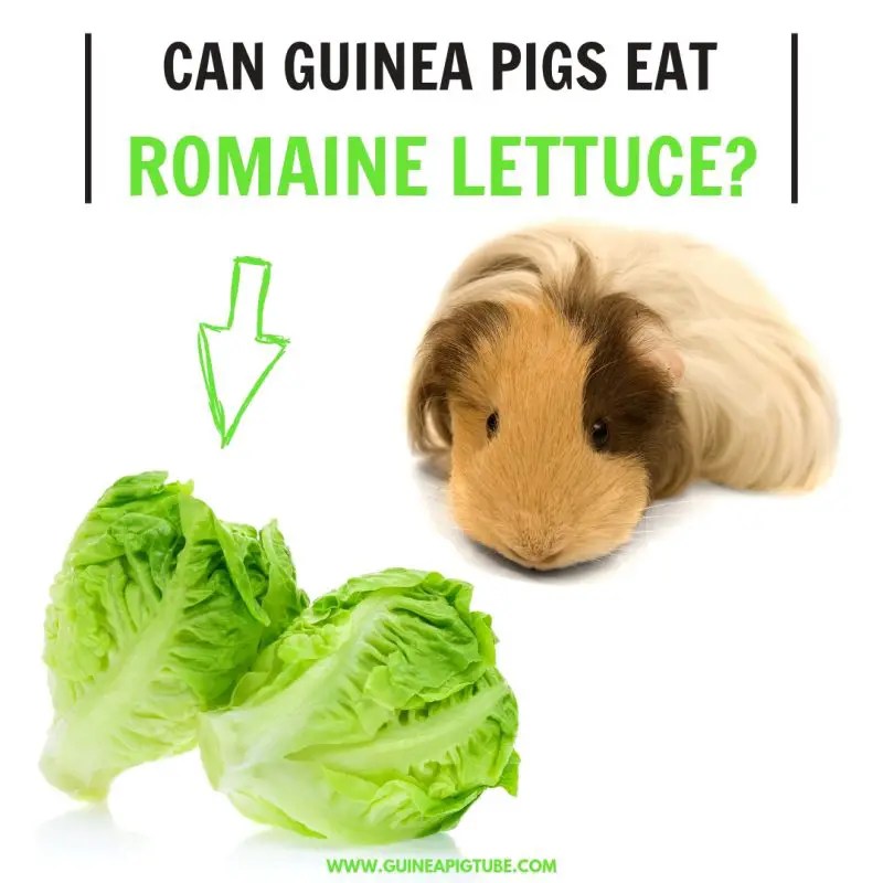 Can Guinea Pigs Eat Romaine Lettuce? (Benefits, Risks, Serving Size