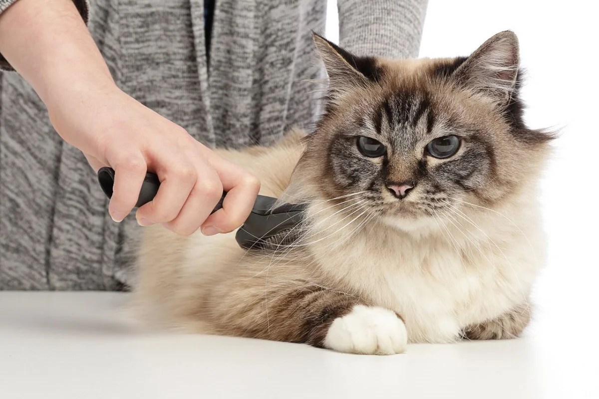 The 10 Best Brushes for LongHaired Cats (2021 Review)