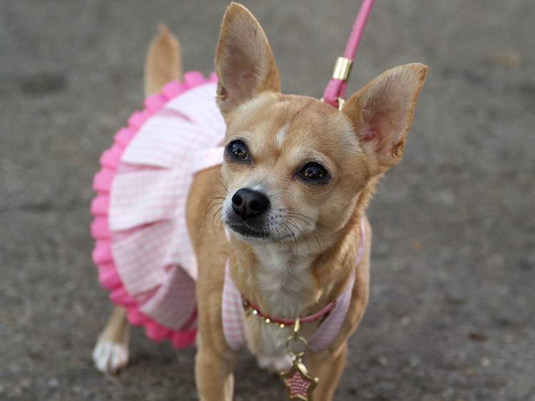 Does your dog have what it takes to star in Legally Blonde The Musical