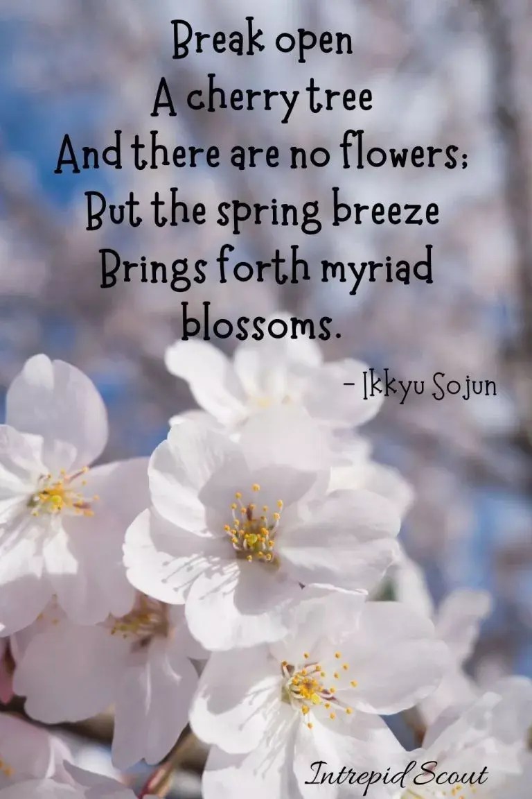 165 Beautiful CHERRY BLOSSOM QUOTES and CAPTIONS for Instagram