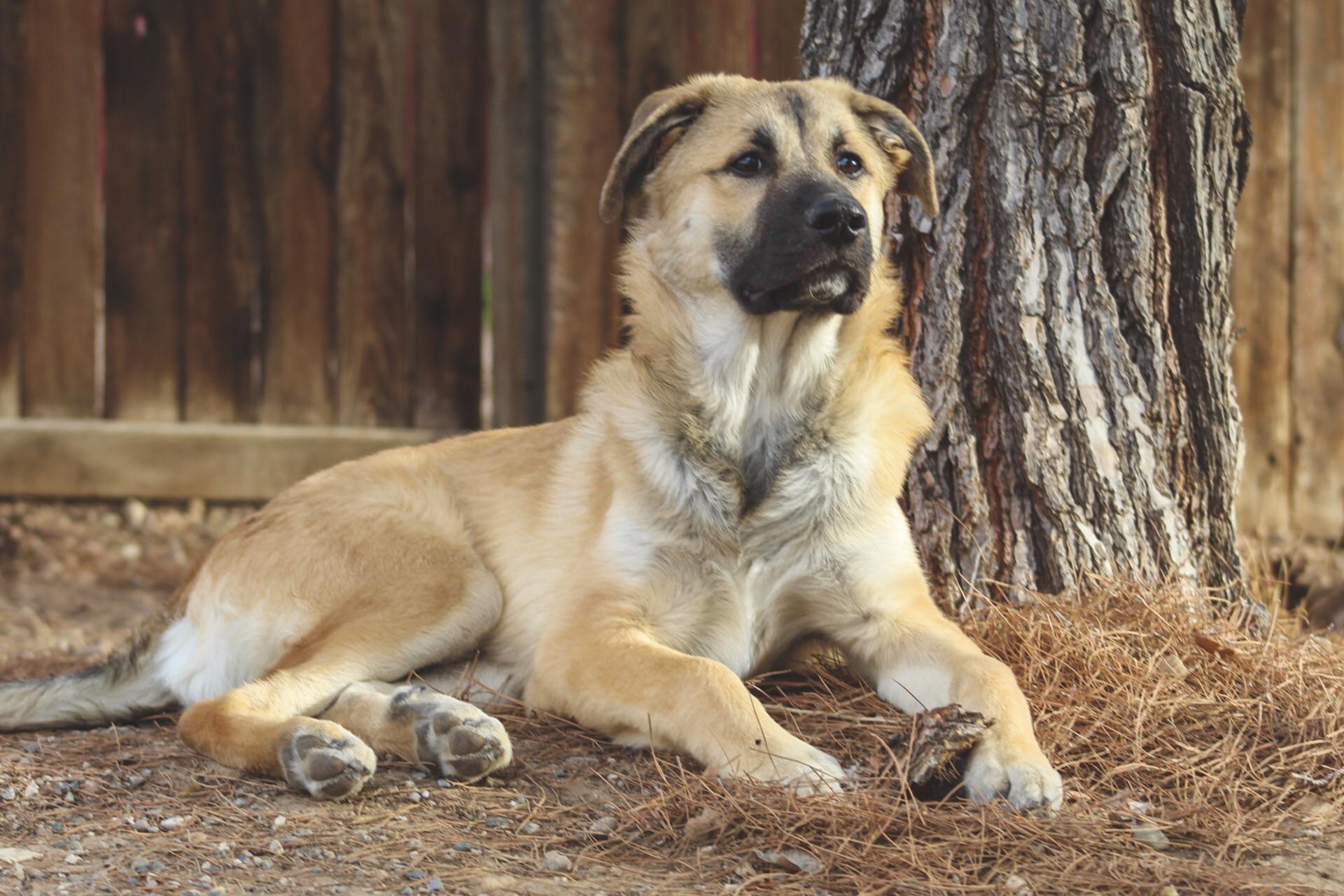 German Shepherd Great Pyrenees Mix [2024] Hybrid Cross Breed Dog