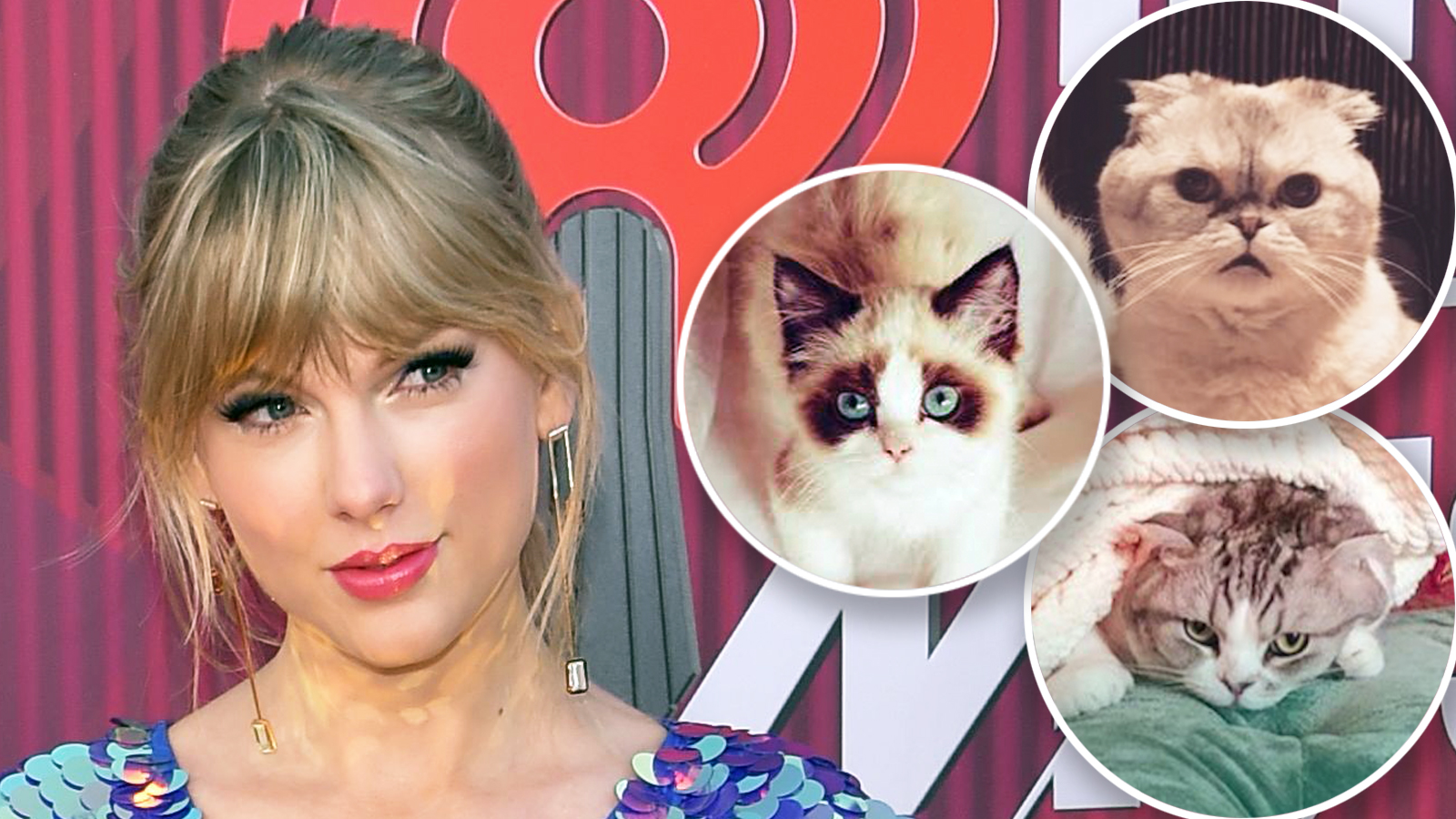 Guide to Taylor Swift's Cats — Meredith, Olivia and Benjamin