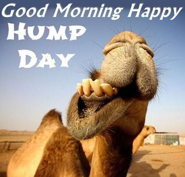 Good Morning, Happy Hump Day Pictures, Photos, and Images for Facebook