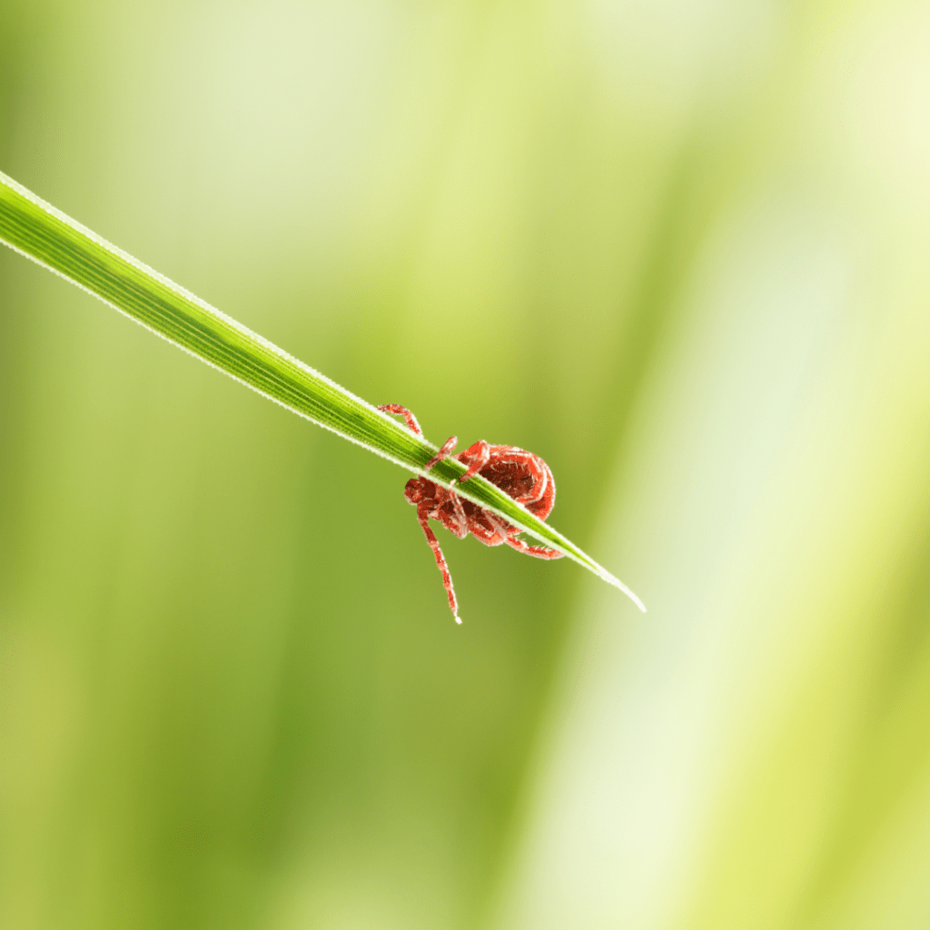 FSME neue Risikogebiete in Deutschland meduplus ELearning Portal