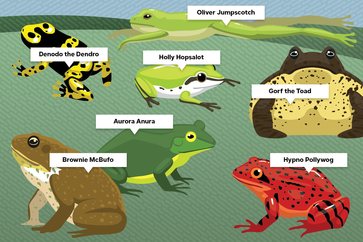 Pet Frog Name Generator (Cute, Funny, & Famous) Mr. Amphibian