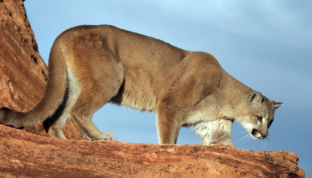 Mountain Lion Grand Canyon National Park (U.S. National Park Service)