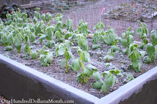 The Difference Between A Light And A Hard Freeze One Hundred Dollars A Month