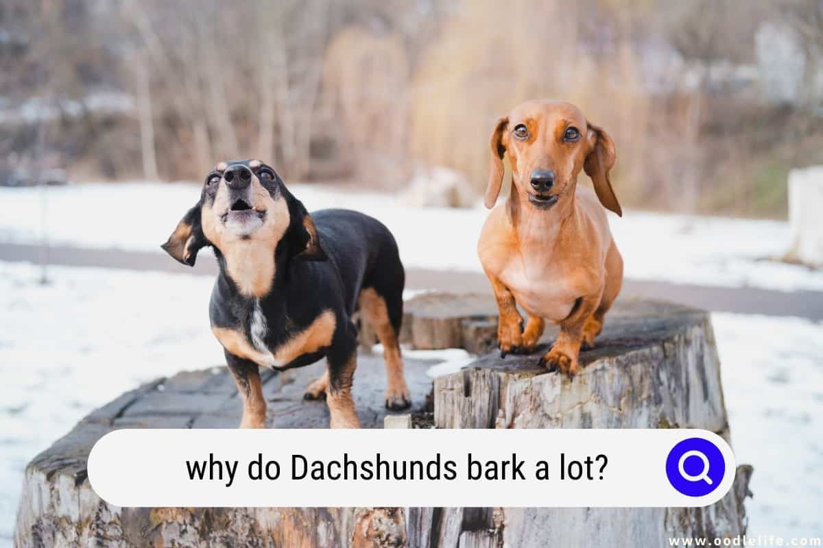 Why Do Dachshunds Bark A Lot? (Strategies) Oodle Life