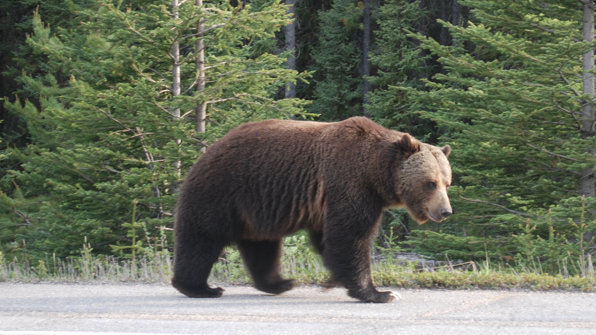 The Legacy of Big Boy the Grizzly Bear Blog Nature PBS