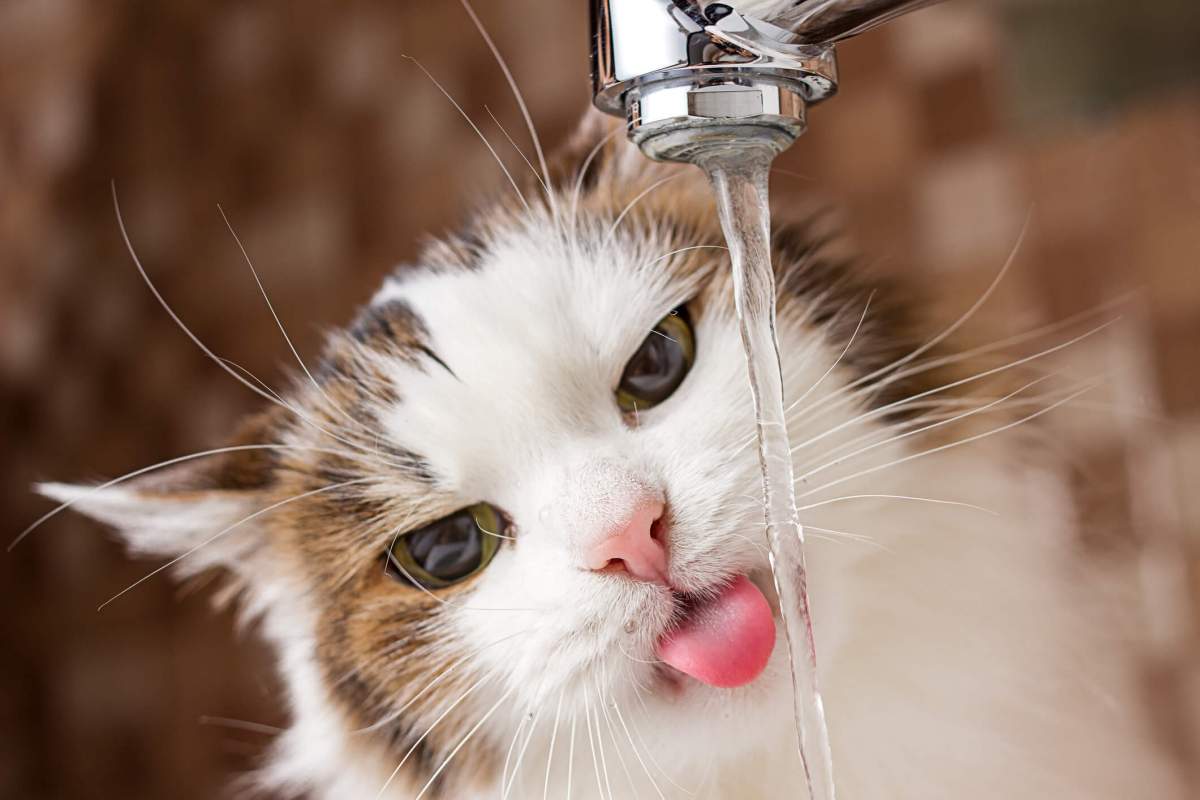 How Much Water Should A Cat Drink?