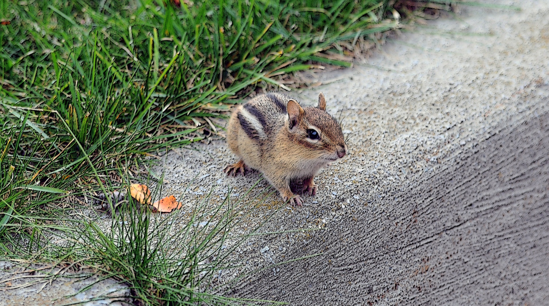 Curious Chipmunk Free Stock Photo Public Domain Pictures