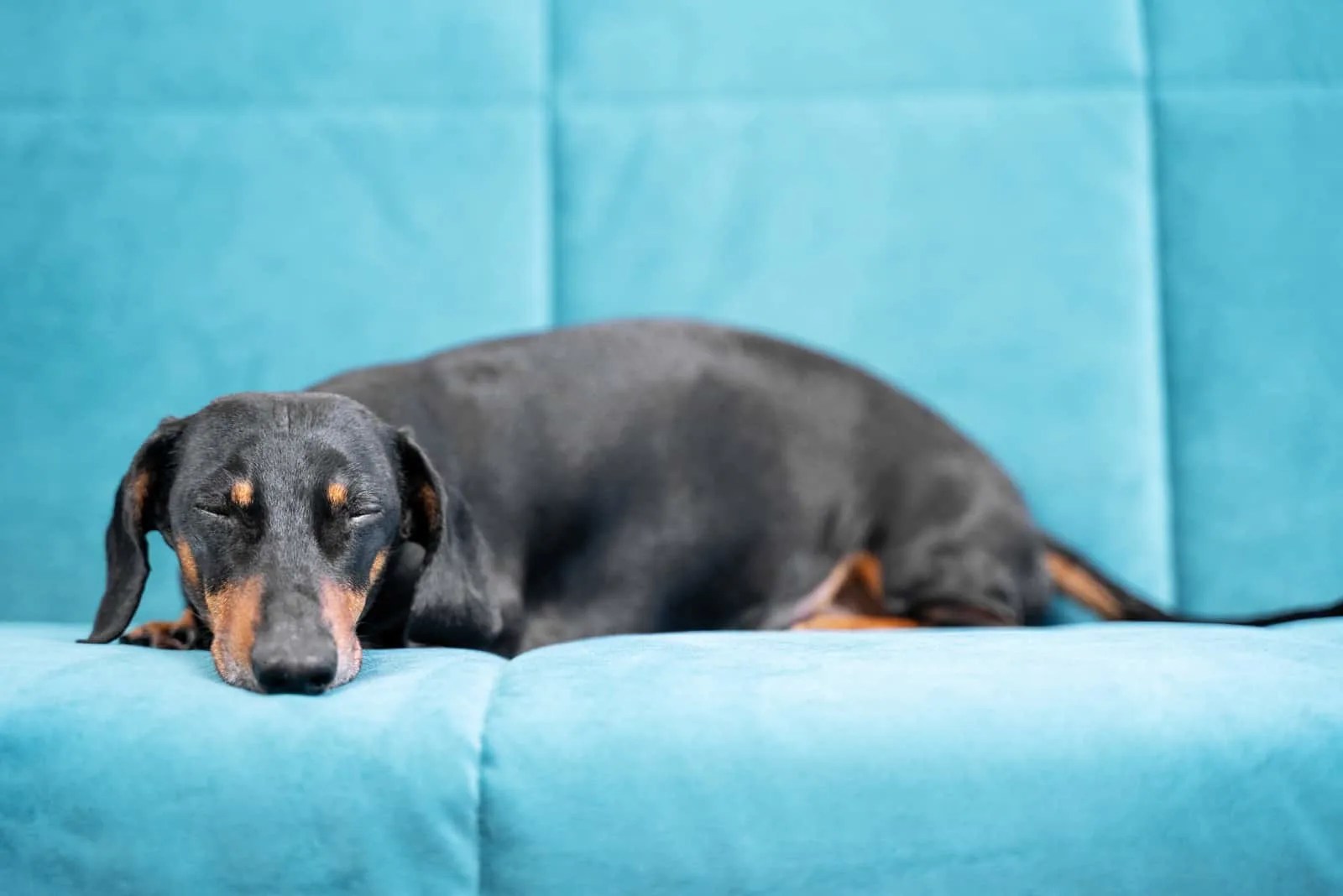 How Much Do Dachshunds Shed? Grooming And Care Overview