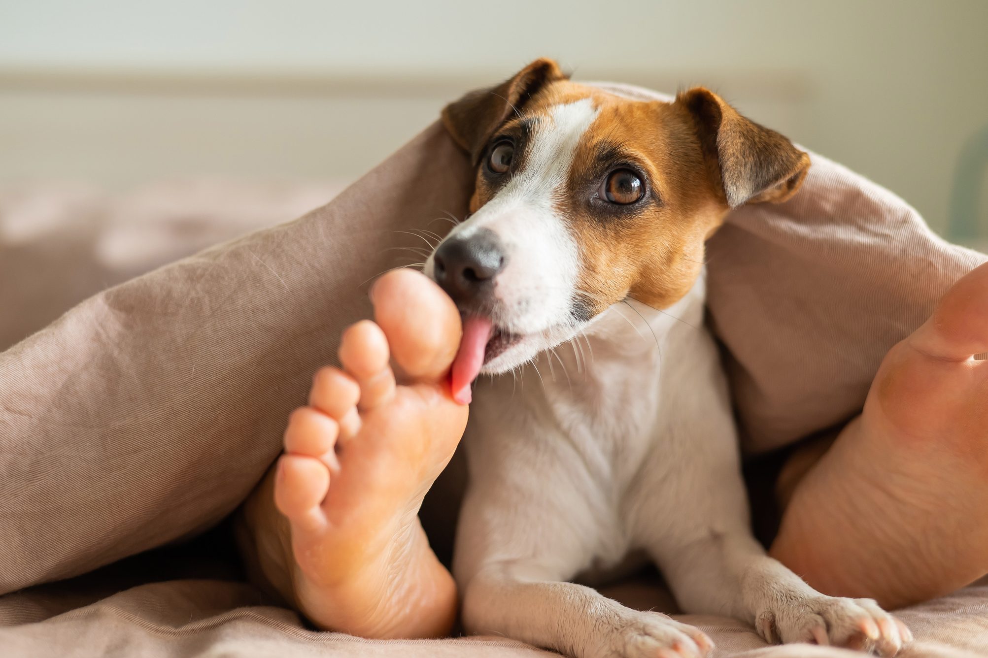 Top 13 Why Is Licking Good For Dogs Update
