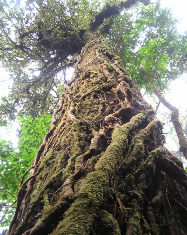 arbol-viejo-en-el-pn-la-tigra.jpg
