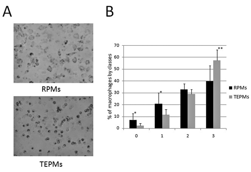 Microscopic NBT test for characterization of peritoneal macrophages