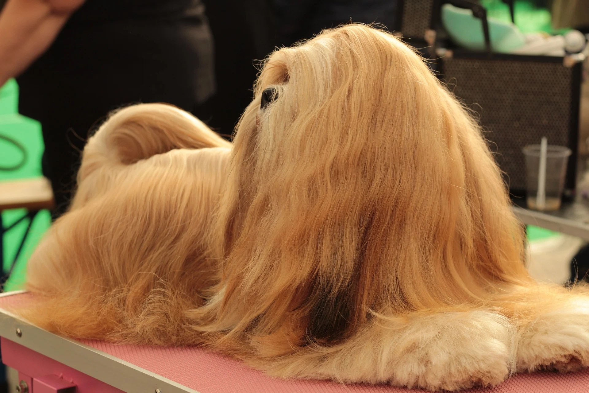 LongHaired Dog Breeds Luxurious Locks From Briard to Shih Tzu