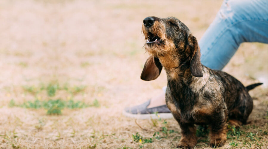 Do Dachshunds Bark a Lot? To The Sausage Dog World