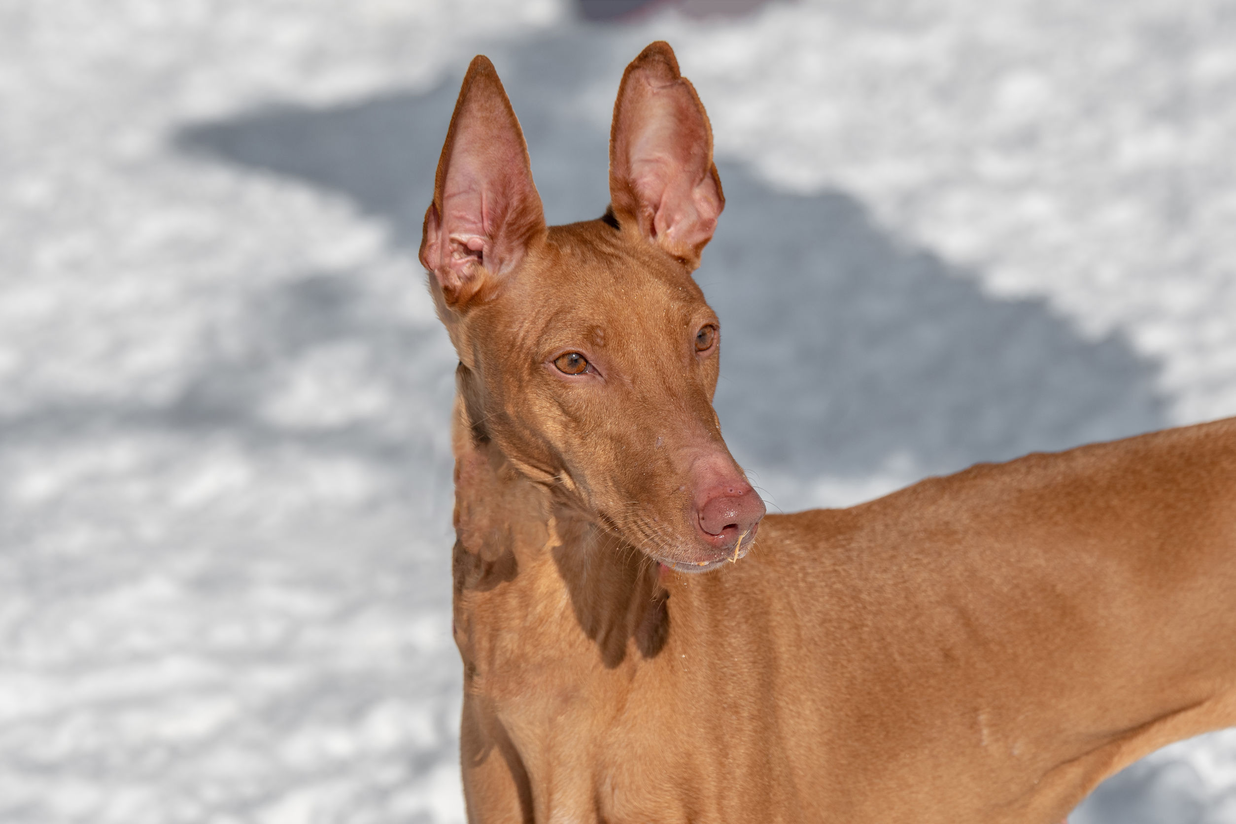 Dogs That Look Like Deer The Smart Dog Guide