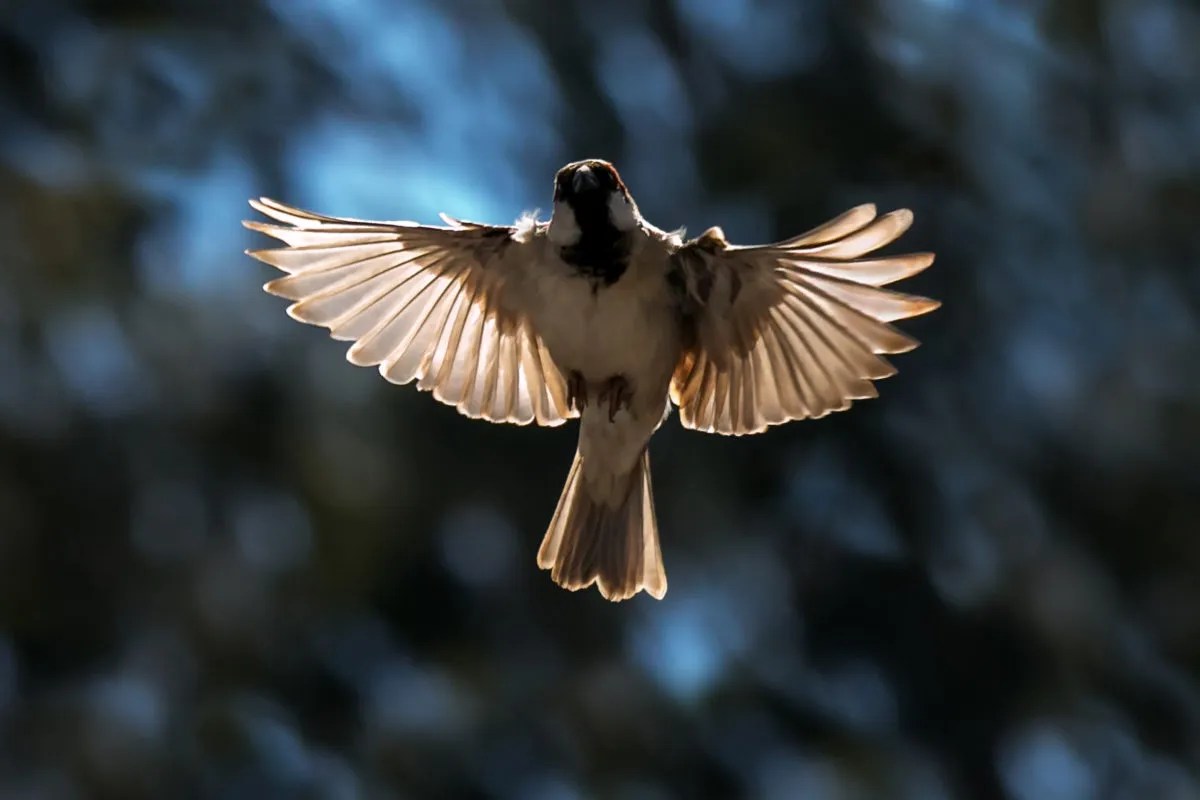 Are Birds Flying into Your House Bad Luck?