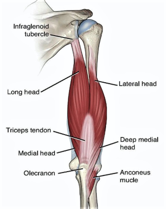 Science Says Best And Worst Triceps Exercises The Barbell
