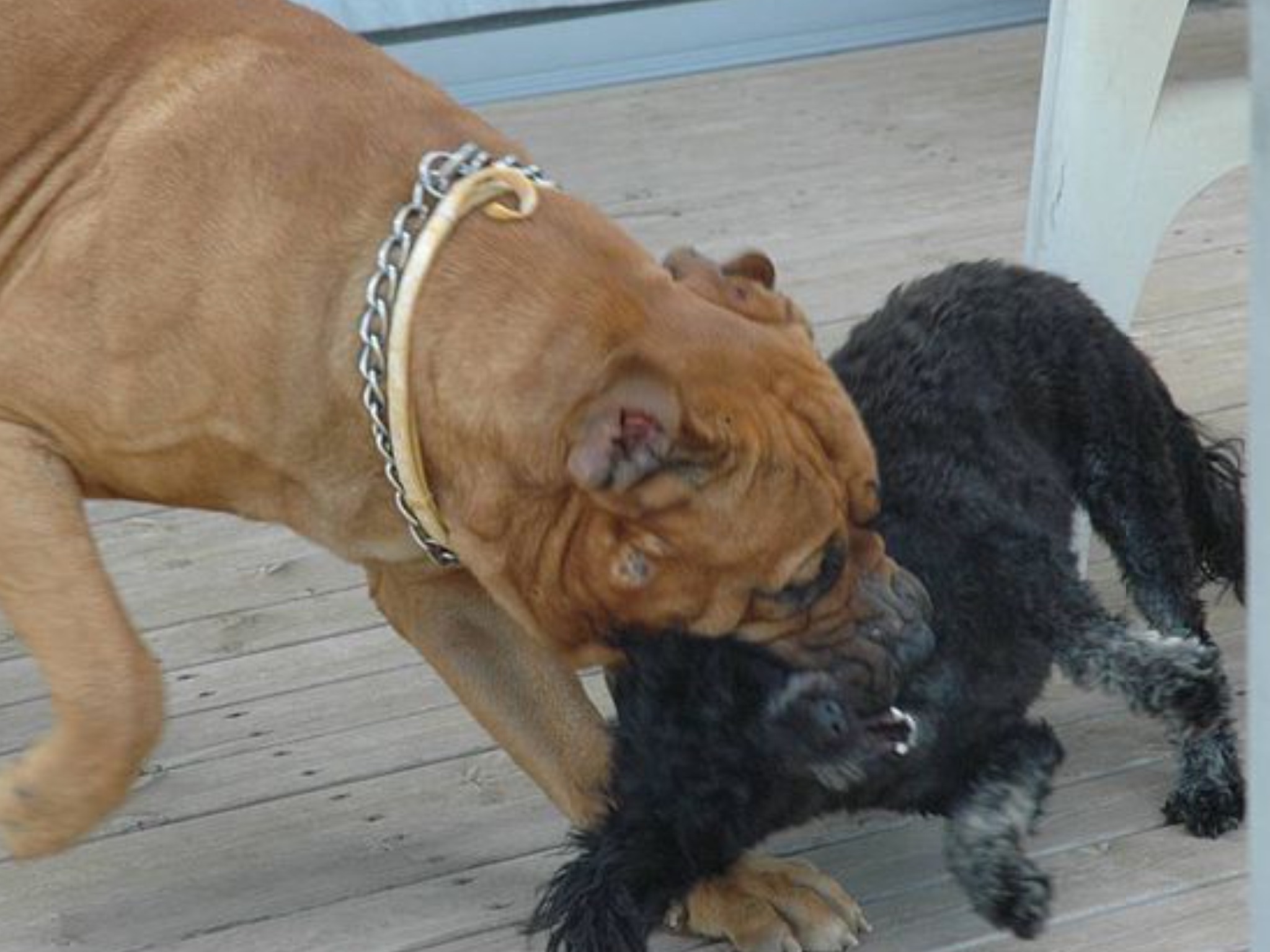 Dog Attack Leaves Baby With Head Injuries San Francisco News