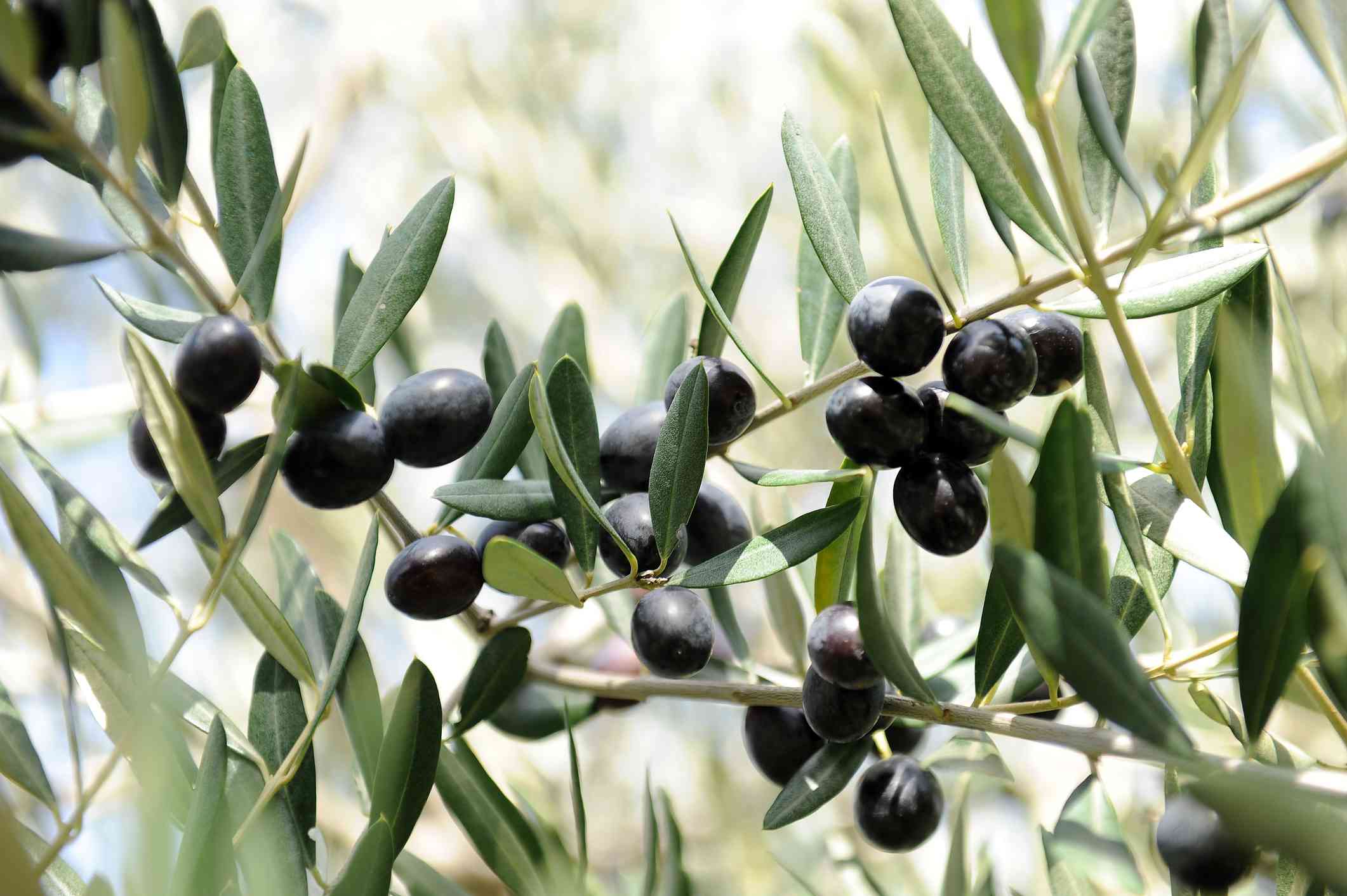 10 Varieties of Fruiting Olive Trees You Can Grow