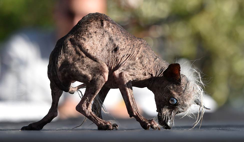 World's Ugliest Dog crowned